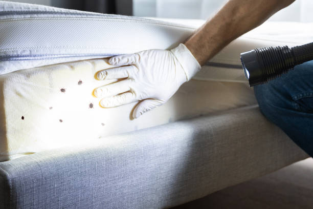 Trusted Gilbert, IA Pest Control Experts